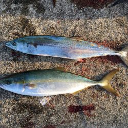 ハマチ・サゴシ